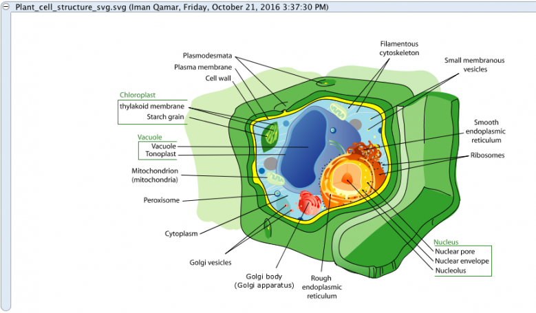 Plant cell structure svg
